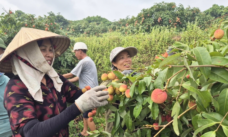  Phúc Hòa: Doanh thu từ vải sớm ước đạt hơn 270 tỷ đồng